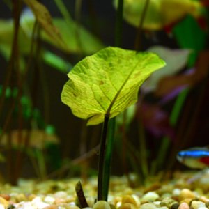 A new lotus leaf sprouts after tank trimming.