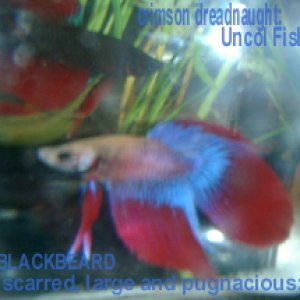 This is my scarred, scraped and clever Betta.  He has 4 tricks in his signal repetoire and is learnig 2 more, He is just over 5 cm  in body length.The