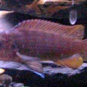 looking for name of this fish