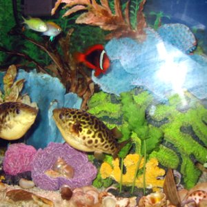 Green spotted puffers (Cricket & Bozo)