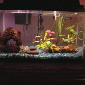My first fish tank ever, it's fresh water.  I'm so happy with it. :-)