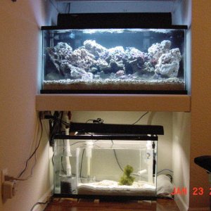40 g reef
85w pc and no
30g sump fuge
60 lbs LR
air driven skimmer