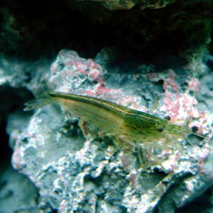 One of three algae eating shrimp in my tank.