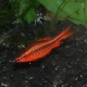 Male Cherry Barb in full color