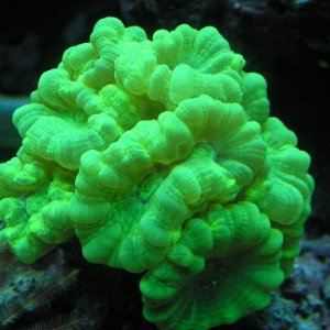 2070green candy coral