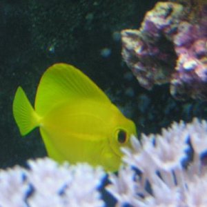 My Yellow Tang is a little camera shy.