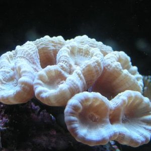 2070white candy coral