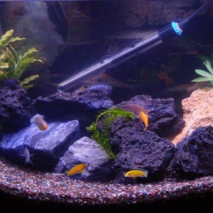 This is my first attempt with Cichlids. Set this tank up in Dec 2003. Will be moving some of these fish to a larger (125 gal) tank when they start mat