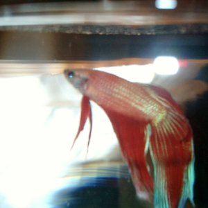 The betta who threw himself at my feet. i thought he was a pale cambodian or albino..
guess he didn't have a white body after all.