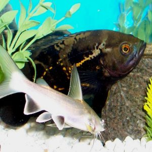 My tiger oscar and one of my big catfish.  This should prove that my oscar isn't too big for my 55 gallon tank!