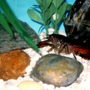 This is the only decent picture I ever got of my crayfish... sadly, she's dead now.