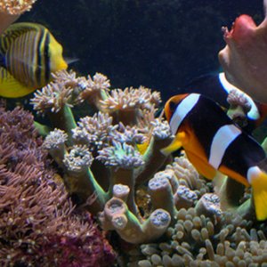 clarkii clownfish & sailfin tang checking each other out