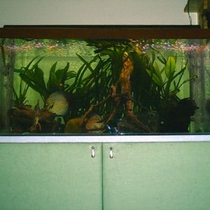 Discus fish aquarium.