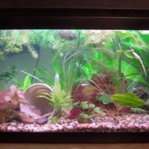 20 Gallons
Hagen CO2 Injection
Aqua Clear 300 Filtration
Gravel and Specialized Plant Substrate
Various Fish