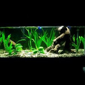20gal long, plants, cockatoo cichlids (1M 1F). Planning on adding two more fish and more plants.