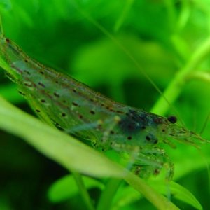 Photo submitted by madasafish.

Common Name: Amano Shrimp (also Japonica Shrimp) 
Scientific Name: Caridina japonica 
Size: 1.25" (2" maximum) 
Care P