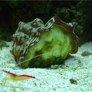 Derasa clam being patrolled by a scarlet cleaner.