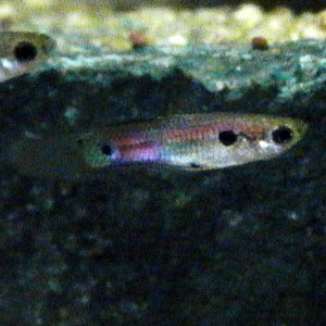 this is one of the little guppies is he an Endlers or just a strange little feeder fish?