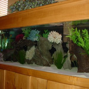 5054my aquarium  med