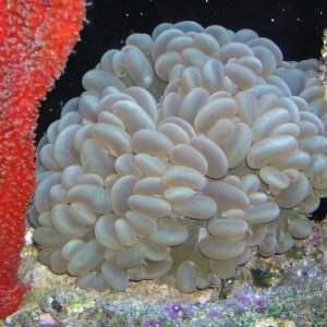 Bubble Coral and Red Tree Sponge