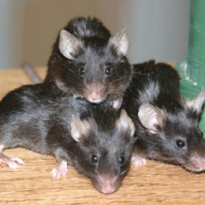Here are my three mice hamming it up for my new Canon EOS 10D.  They were rewarded for their cooperation with Cheerios!