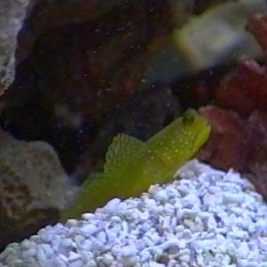 4957yellow watchman goby med