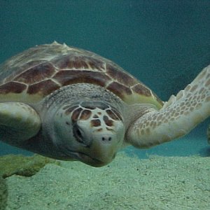 this is a sea turtle that we saw on our trip to the Outer Banks this spring at the Aquarium in Manteo, my 2 year old called him "dude" from Finding Ne