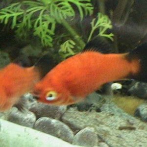 These are my new platys