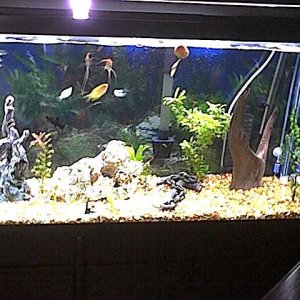 This is my kids 55 gallon community planted tank.