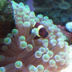 Maroon Clown w/ Bulb tip anemone