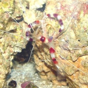 It looks like my coral banded shrimp found him something to eat!