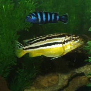 Melanochromis auratus and pseudotropheus damasoni
