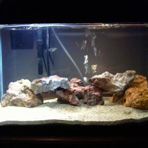A tank I redid. Sand and rock.