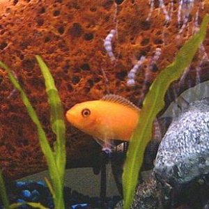 A pic of the first cichlid we had. He is no longer with us.   ):

Red Zebra Cichlid 
(Pseudotropheus zebra)