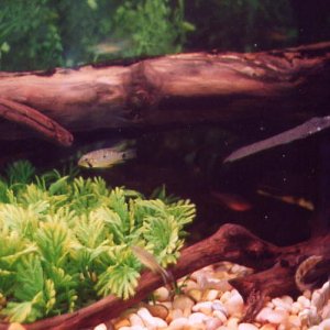 This is an Apisto in the community tank with a silver tip tetra darting by.