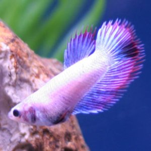 Female Crowntail Betta from Ebay