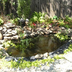 This is that little hole in the ground in some of my pictures after a lot of hard work. It has 6 Shubunkin and 6 small Koi.
