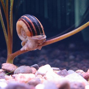 Submitted by PBirdsong

Here's our snail "Gary".