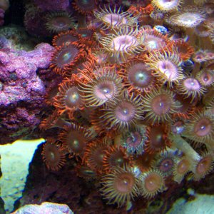 more Zoanthids from the 46 soft coral tank