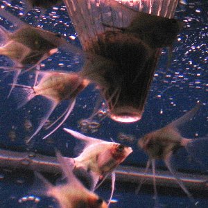 6 wk old gold/ koi angelfish fry devouring frozen bloodworms