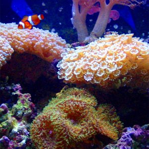 my 15 gallon nano-reef