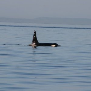 Hey guys, I took this shot while I was on a whale watching tour in the San Juan Islands, NW of Seattle.