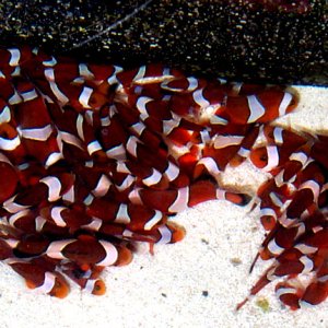 3 month old clutch of Ocellaris Clownfish.
Submitted by: bangguy