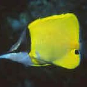 4721yellow longnose butterflyfish