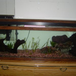 This is my 40 Gallon Tank, which I am cycling right now, currently no fish.