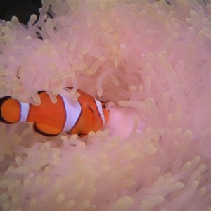 Nemo 'stealing' food from the anemone's mouth. I feed it with those frozen shrimp cube (cut into 4 pcs) :P