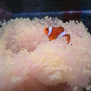 i added in an anemone and my nemo discovered the anemone after half an hour. he likes it.