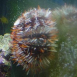 Here's my pin urchin hunting down some tasty algae on the glass.