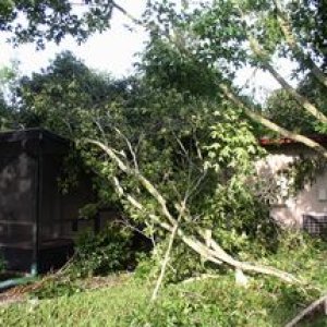 Tree limbs on roof and patio screen
