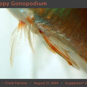 Guppy Gonopodium